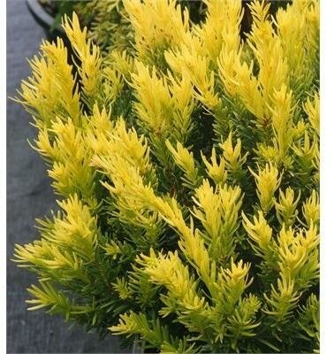 Dwarf Bright Gold Yew