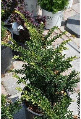 Dwarf Upright Japanese Yew