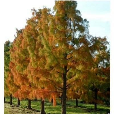Nutans Swamp Cypress
