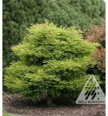 Secrest Bald Cypress