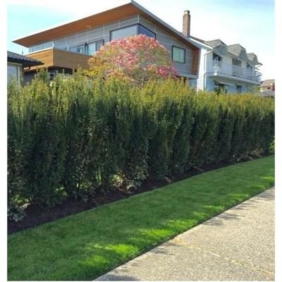 Hick's Yew (Hicksi) 5'