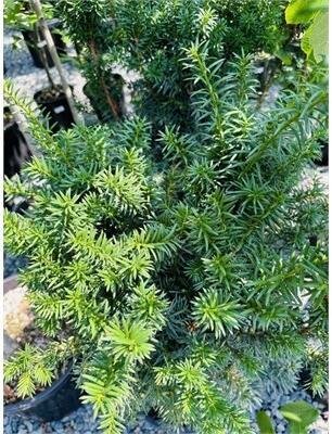 Hick's Yew - image 1