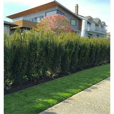 Hick's Yew - image 1