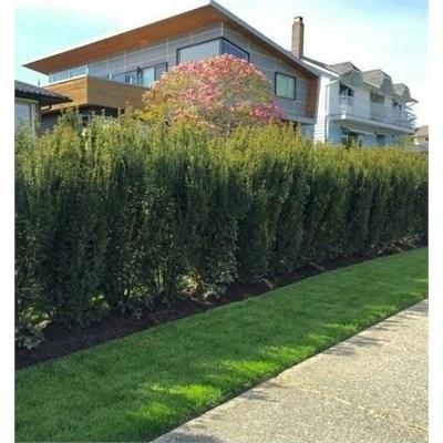 Hick's Yew - image 1