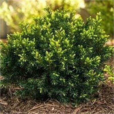 Dark Green Spreader Yew