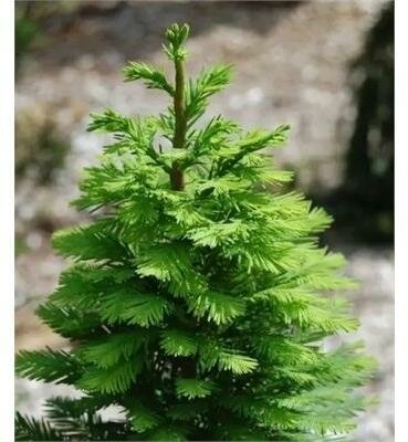 Peve Minaret Swamp Cypress