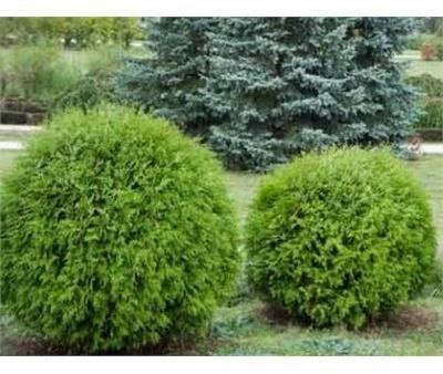 Danica Globe Cedar