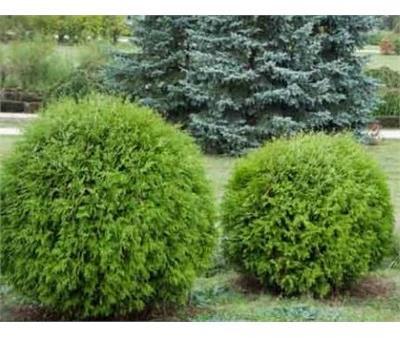 Danica Globe Cedar