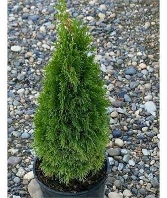 Emerald Green Cedar