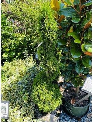 Spiral Emerald Green Cedar