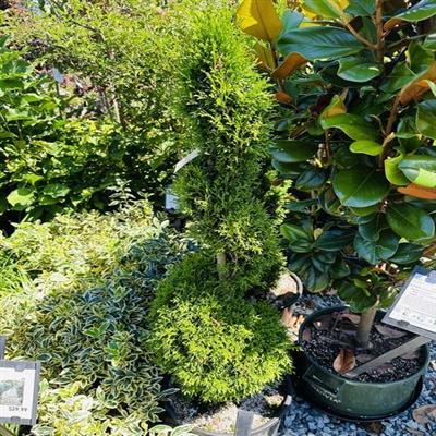 Spiral Emerald Green Cedar