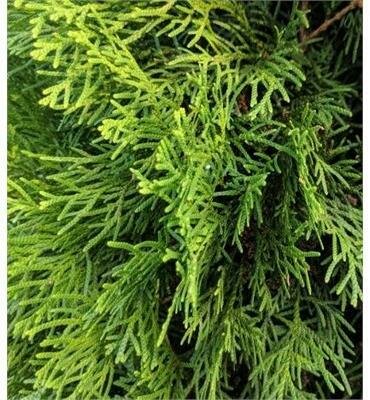 Emerald Green Cedar