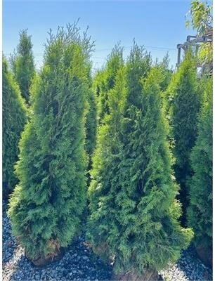 Emerald Green Cedar 4-5'