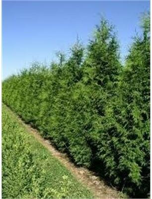 Western Red Cedar 6'