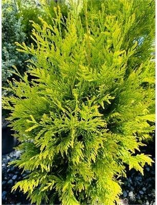 Forever (4Ever) Goldy Cedar