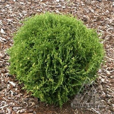 Hetz Midget Globe Cedar - image 2