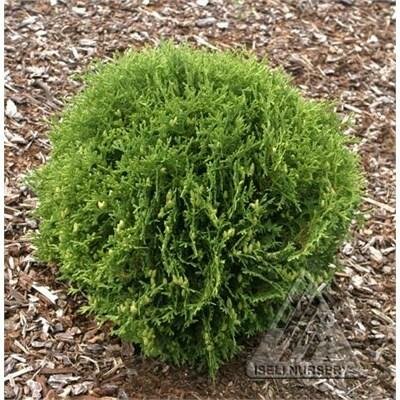 Hetz Midget Globe Cedar