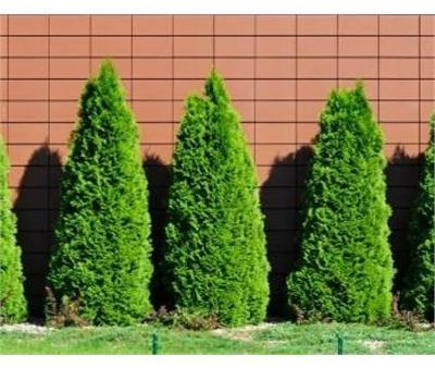 Emerald Petite Cedar