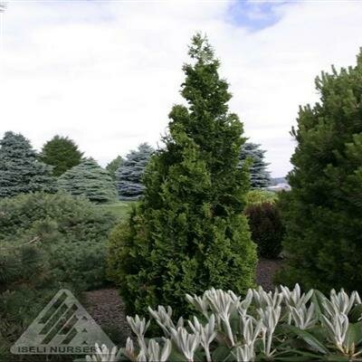 Zmatlik Cedar - image 2