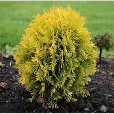 Harvest Moon Cedar - image 2