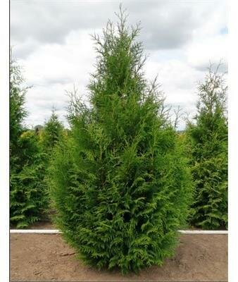 Steeplechase Western Red Cedar