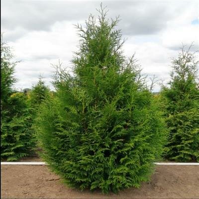 Steeplechase Western Red Cedar - image 2