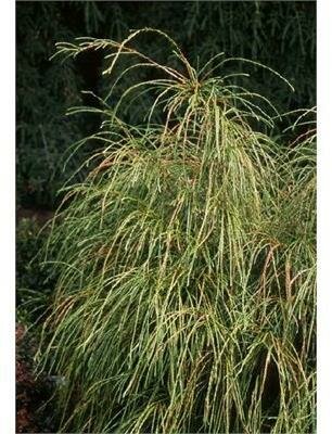 Whipcord Cedar Tree Form