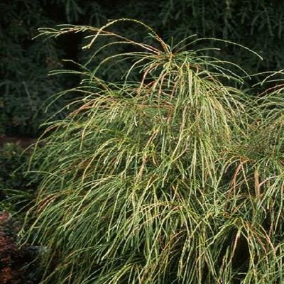 Whipcord Cedar Tree Form