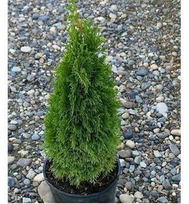 Emerald Petite Cedar