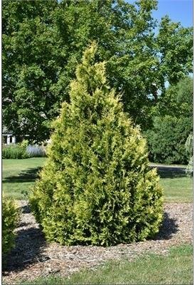 Yellow Ribbon Cedar