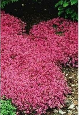 Creeping Red Thyme