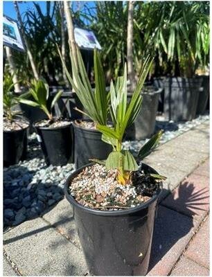 Windmill Palm - image 4