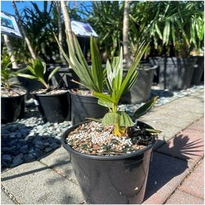 Windmill Palm - image 2