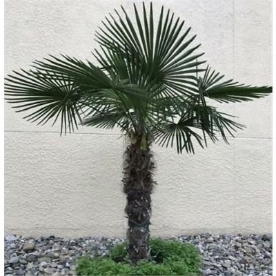 Windmill Palm 4' Trunk
