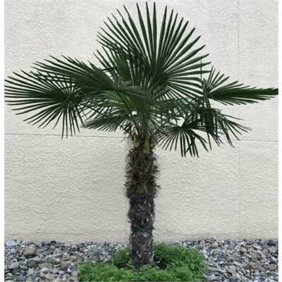 Windmill Palm 4' Trunk