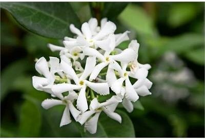 Star Jasmine