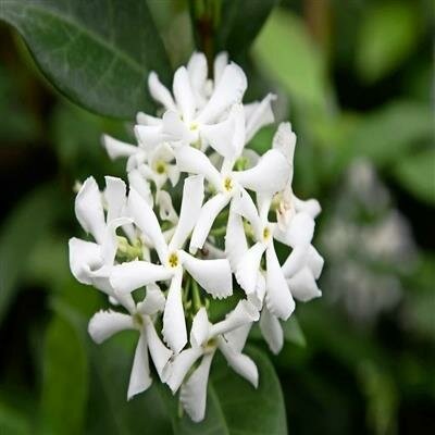 Star Jasmine
