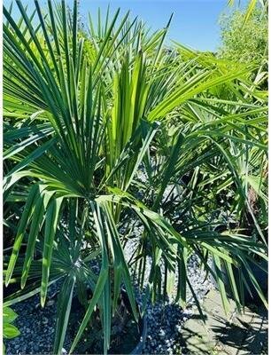 Windmill Palm