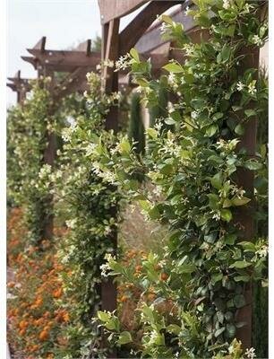 Madison Star Jasmine - image 1