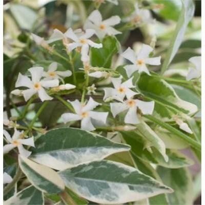 Variegated Star Jasmine