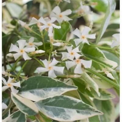 Variegated Star Jasmine
