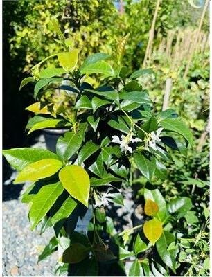 Madison Star Jasmine