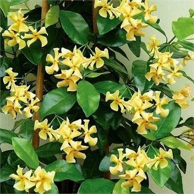 Star of Tuscany Jasmine - image 1