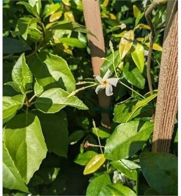 Star of Tuscany Jasmine - image 2