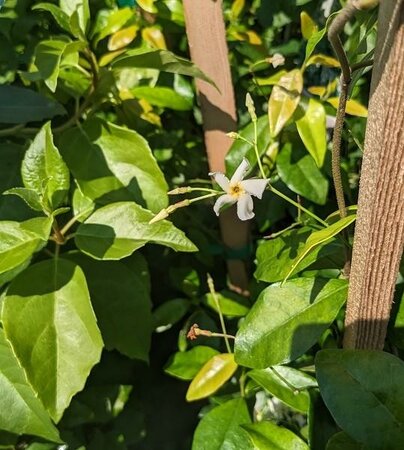 Star of Tuscany Jasmine - image 2