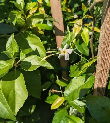 Star of Tuscany Jasmine - image 2