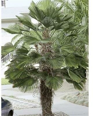Wagner's Hardy Windmill Palm