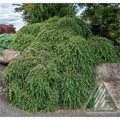 Cole's Prostrate Hemlock