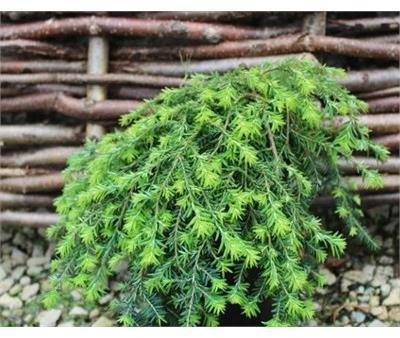 Cole's Prostrate Hemlock