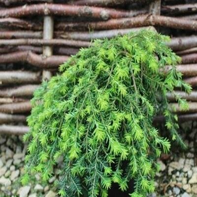 Cole's Prostrate Hemlock